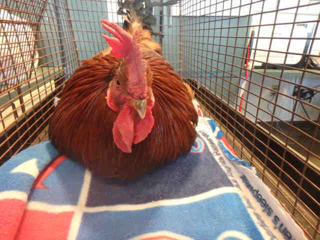 Adopt A1754106 a Chicken