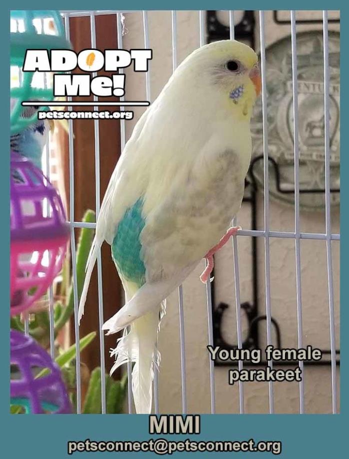 Adopt Mimi a Yellow Budgie bird in South Bend, IN (24658626)