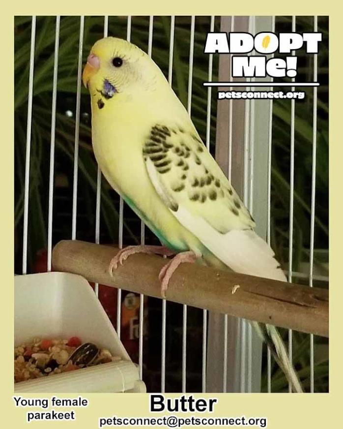 Adopt Butter a Yellow Budgie bird in South Bend, IN (24658619)