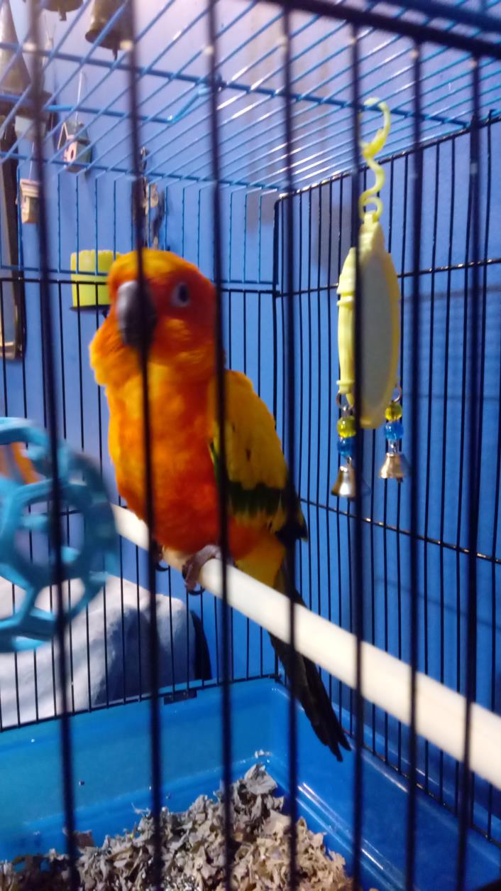 Adopt Tango a Orange Conure bird in Independence, KY (24624981)