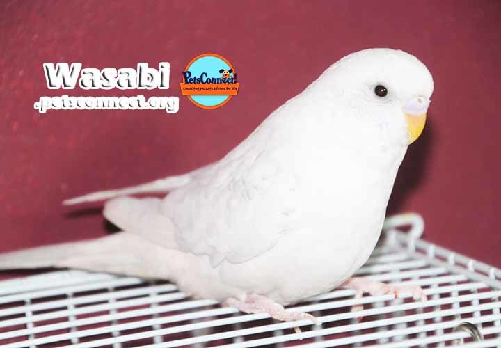 Adopt Wasabi a White Budgie bird in South Bend, IN (24658700)