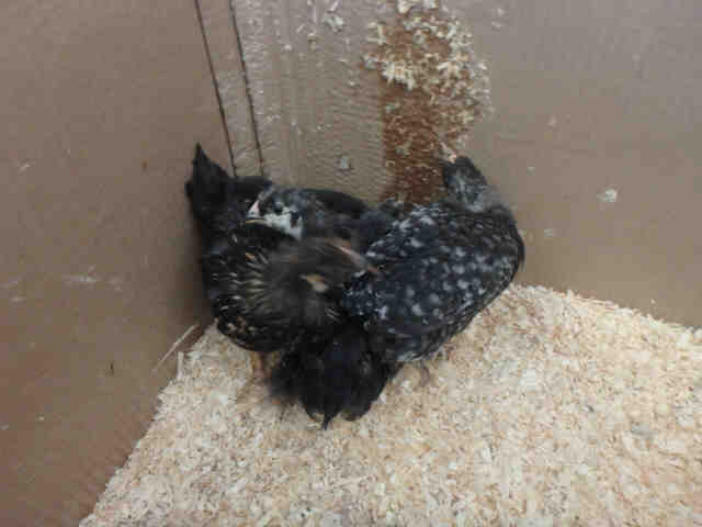 Adopt A1754881 a Chicken