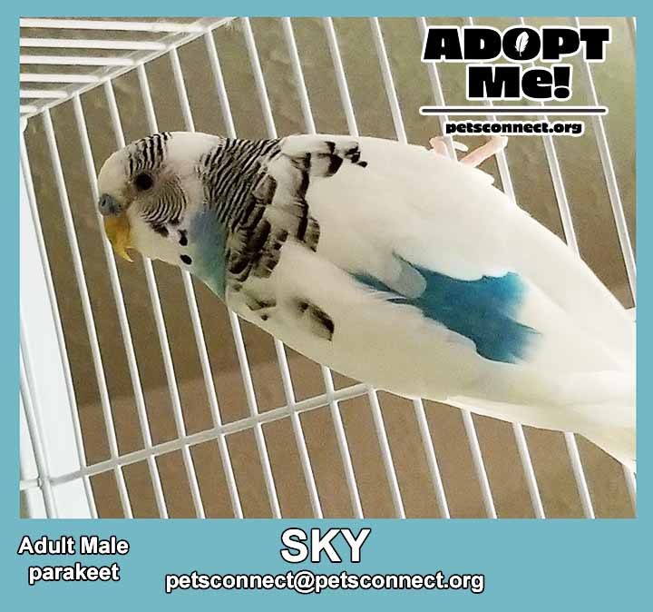 Adopt Sky a White Budgie bird in South Bend, IN (24658609)