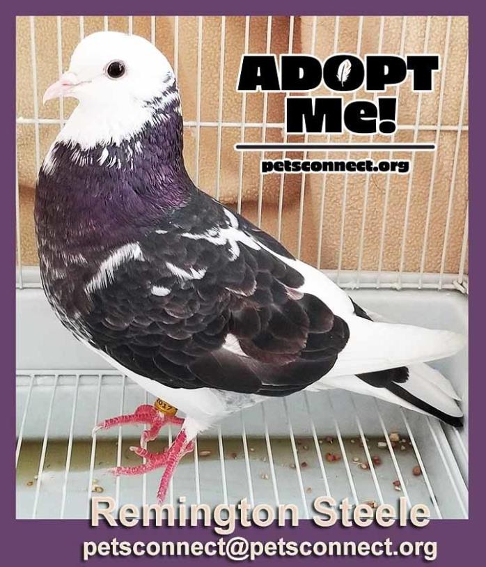 Adopt Remington Steele a Black Pigeon bird in South Bend, IN (24658605)