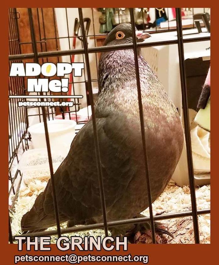 Adopt The Grinch a Black Pigeon bird in South Bend, IN (24658600)