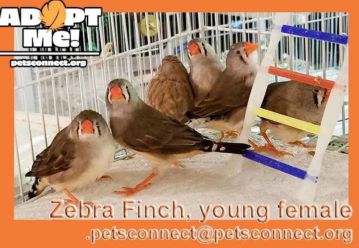 Adopt Female Zebra Finches a Black Finch bird in South Bend, IN (24658592)