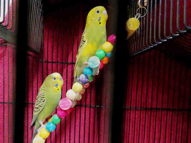 Adopt BROWN a Yellow Parakeet - Other / Mixed bird in Anchorage, AK (24651715)