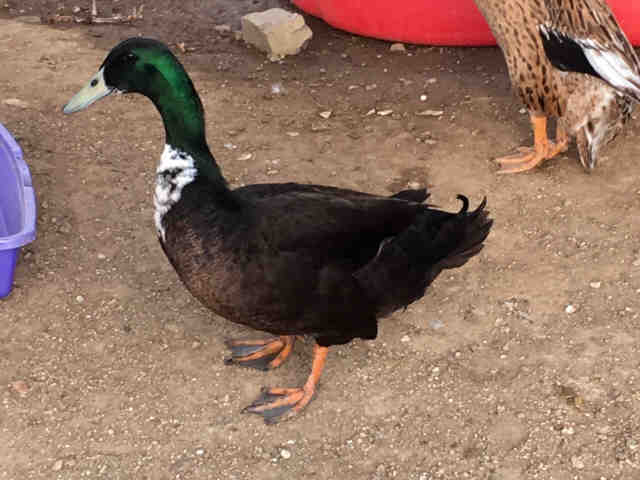 Adopt A1822354 a Duck