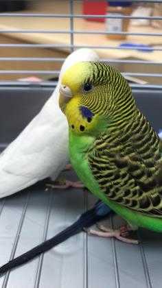 Adopt Jeffy a Green Parakeet - Other / Parakeet - Other / Mixed bird in Swanzey