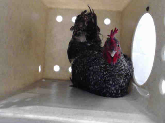 Adopt A5250341 a Chicken