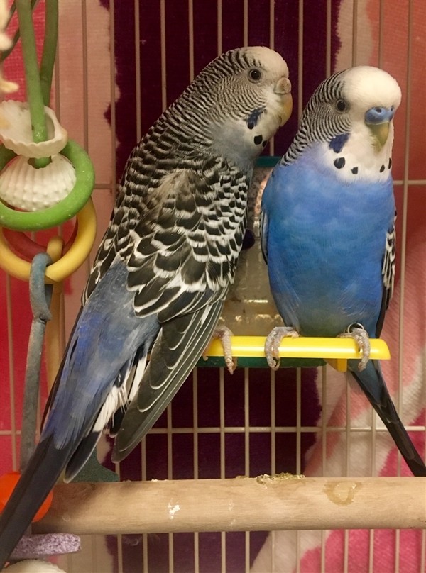Adopt Buddy a Budgie bird in Concord, NH (24214523)