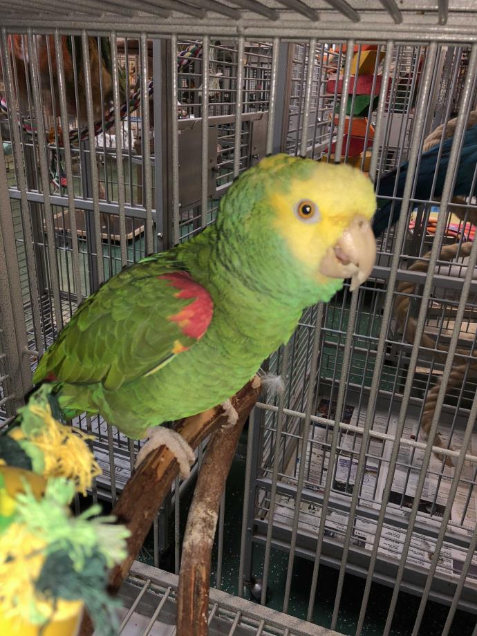 Adopt Popeye a Amazon bird in Punta Gorda, FL (24620783)