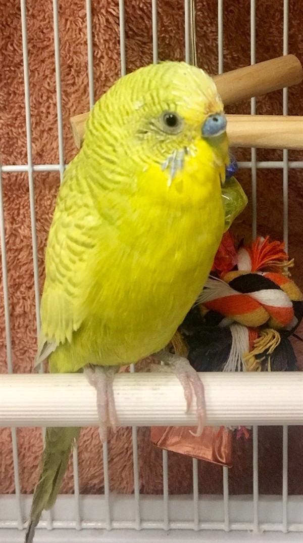 Adopt Oscar a Budgie bird in Concord, NH (24214524)
