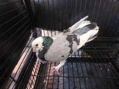 Adopt Phoenix a Gray Pigeon / Pigeon / Mixed bird in Honolulu, HI (24831019)