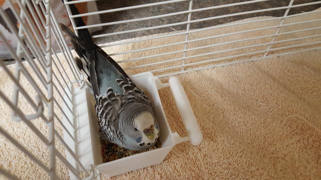 Adopt A244886 a Parakeet (Other)