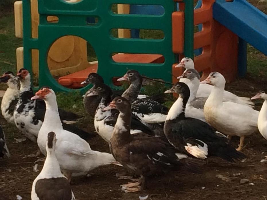 Adopt Ducks, various Muscovy ducks a Other