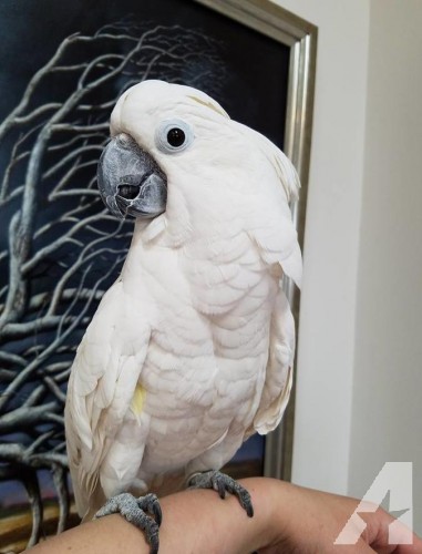 Sweet cockatoo parrots needs a new home