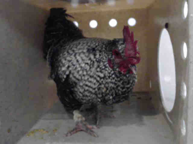 Adopt A5250314 a Chicken