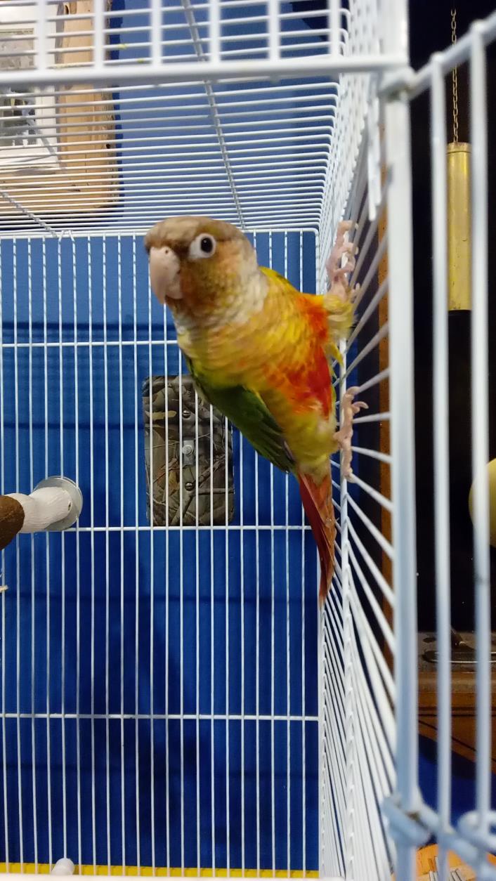 Adopt Stinker a Orange Conure bird in Independence, KY (24624969)