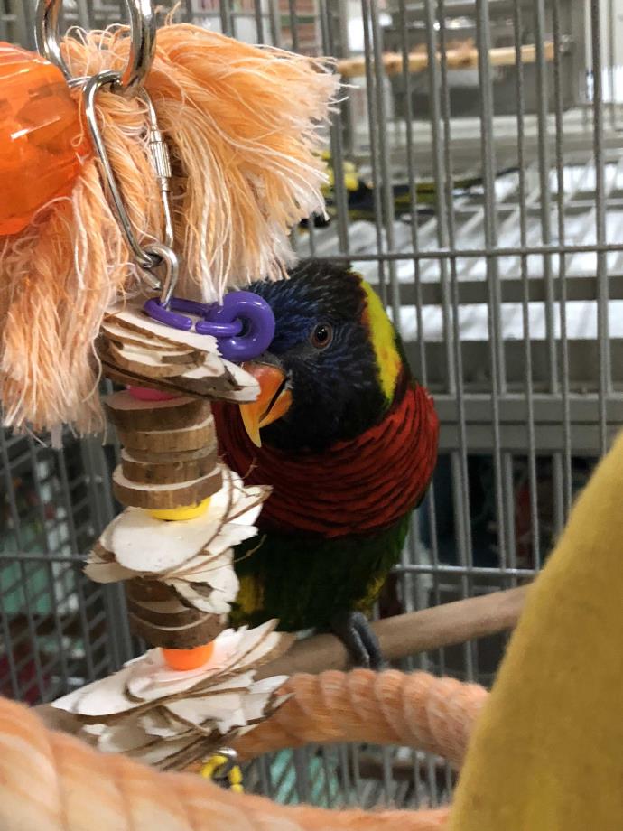 Adopt Corky a Lorikeet bird in Punta Gorda, FL (24620858)