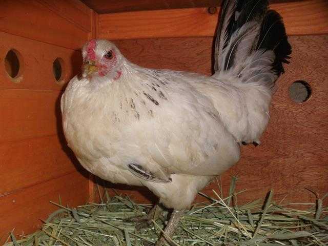 Adopt OPAL a White Chicken / Mixed bird in San Luis Obispo, CA (24681044)