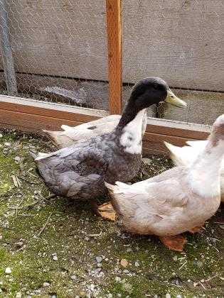 Adopt Argo a White Duck / Duck / Mixed bird in Wenatchee, WA (25008171)