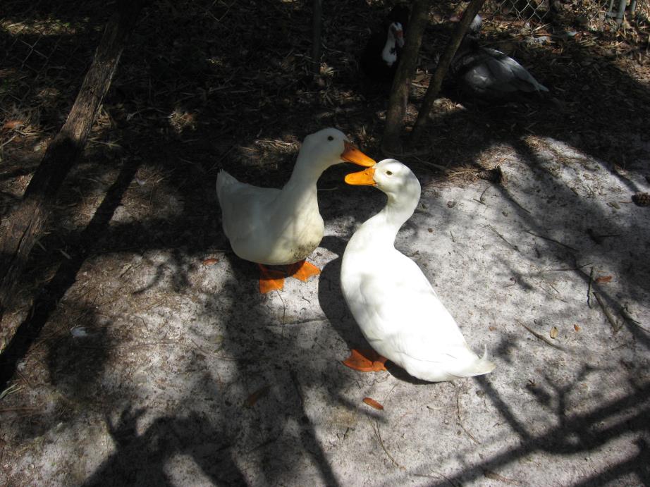 Adopt Pekin Ducks (2M) a White Duck bird in Christmas, FL (24683504)