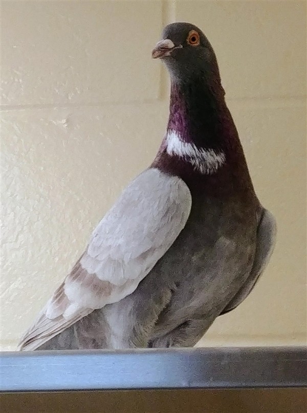 Adopt Maximus a Pigeon bird in Monterey, CA (20541448)
