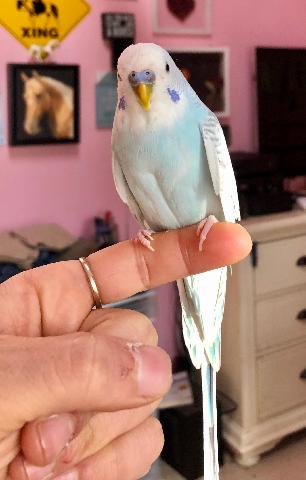 Male Budgie for Sale