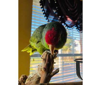 Greek-Cheeked Amazon parrot