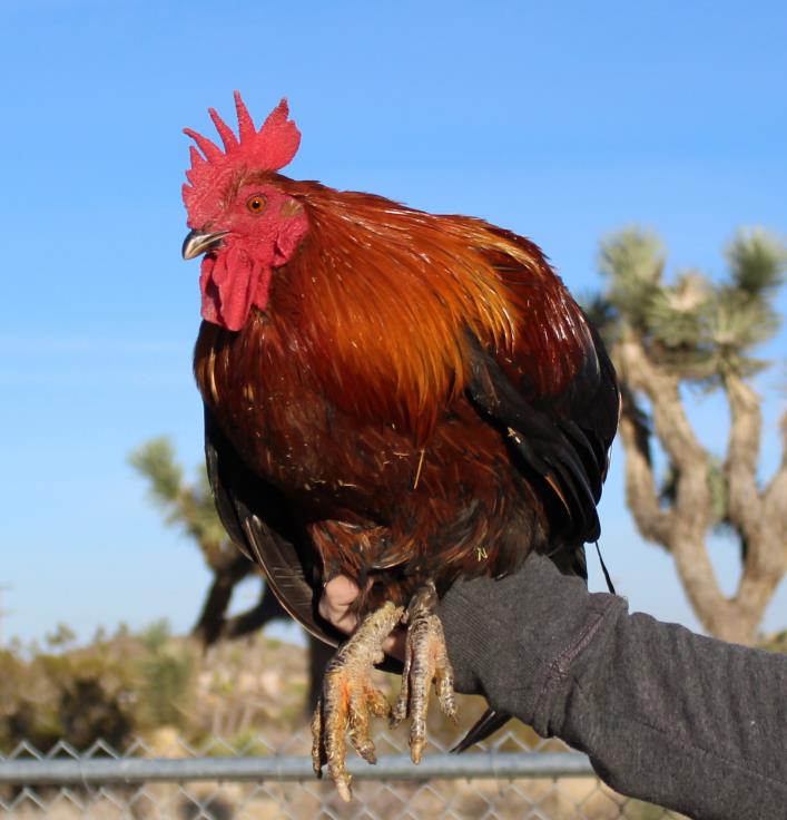 Adopt McNugget the Great a Chicken