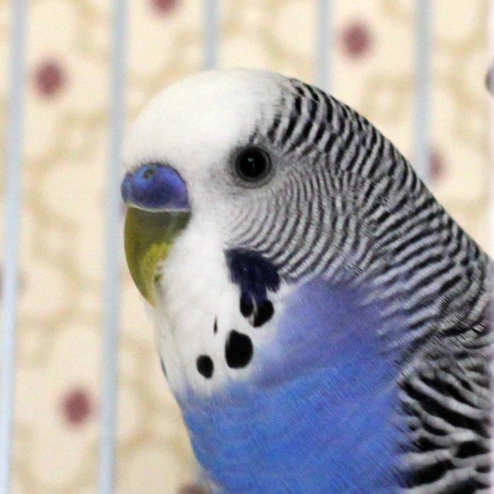 Adopt Kiwi a Parakeet (Other)