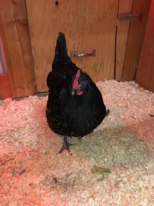 Adopt Stevie a Chicken