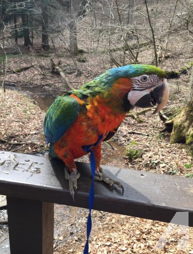 Harlequin macaw