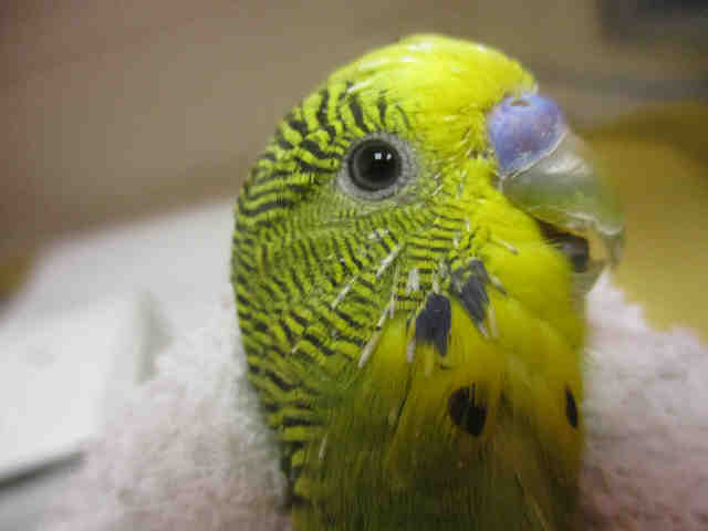 Adopt JOLLY a Parakeet (Other)
