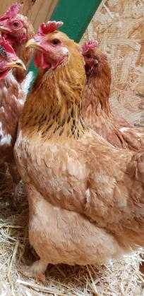 Adopt Freda a Red Chicken / Chicken / Mixed bird in Cheyenne, WY (24853124)