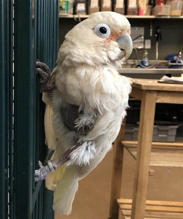 Adopt Bobby a Cockatoo bird in Monterey, CA (24820700)