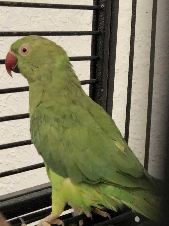 Adopt Cleo a Green Ringneck bird in Punta Gorda, FL (24620823)
