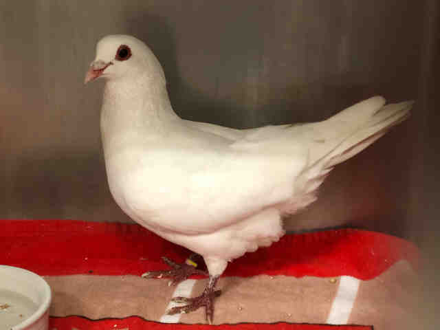 Adopt SOJU a Pigeon