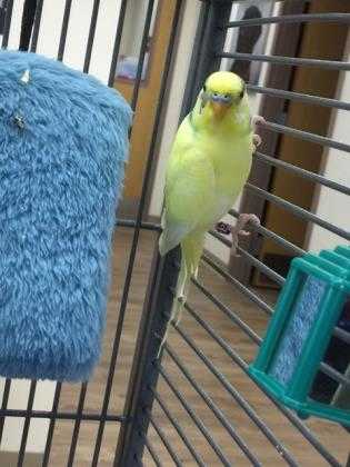 Adopt Oscar a Yellow Other/Unknown / Other/Unknown / Mixed bird in Eagle