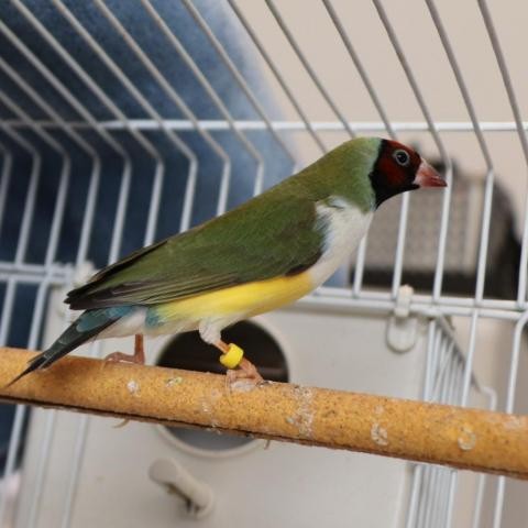 Adopt Sir Lancelot a Other/Unknown bird in Helotes, TX (24354371)