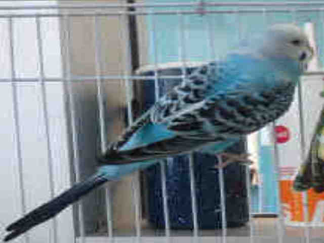 Adopt BLUE a Blue Lovebird / Mixed bird in Chatsworth, CA (24859833)