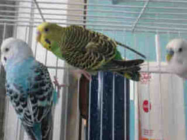 Adopt BUD a Green Lovebird / Mixed bird in Chatsworth, CA (24859831)
