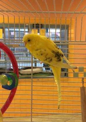 Adopt Limone a Yellow Budgie / Budgie / Mixed bird in Lewiston, ME (20702401)