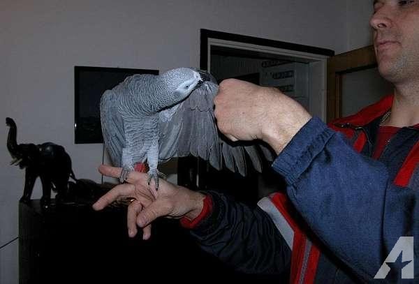 Adorable Male and Female African Grey Parrots