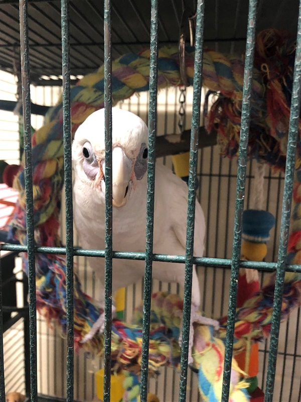 Adopt Peanut a Cockatoo