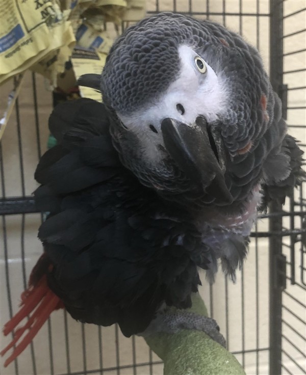 Adopt Barney a Parrot - Other bird in Monterey, CA (20505860)
