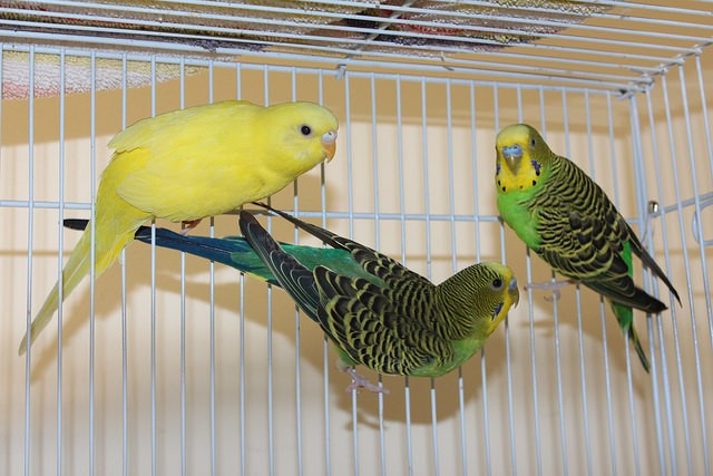 Adopt Melon,Mango and Kiwi a Yellow Parakeet - Other bird in Medfield