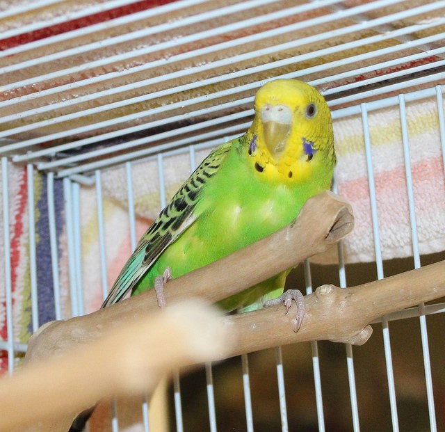 Adopt Honey Dew and Lime a Green Parakeet - Other bird in Medfield