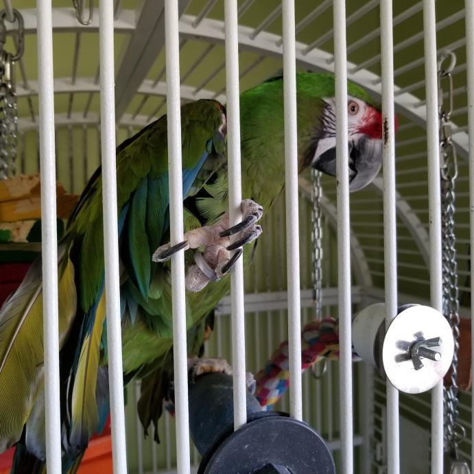 Adopt Lou a Macaw